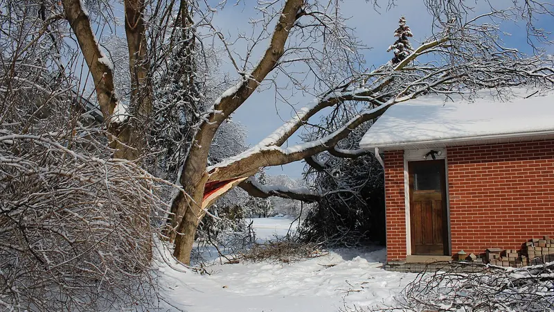 Tree fallen across the roof of a brick building in snow